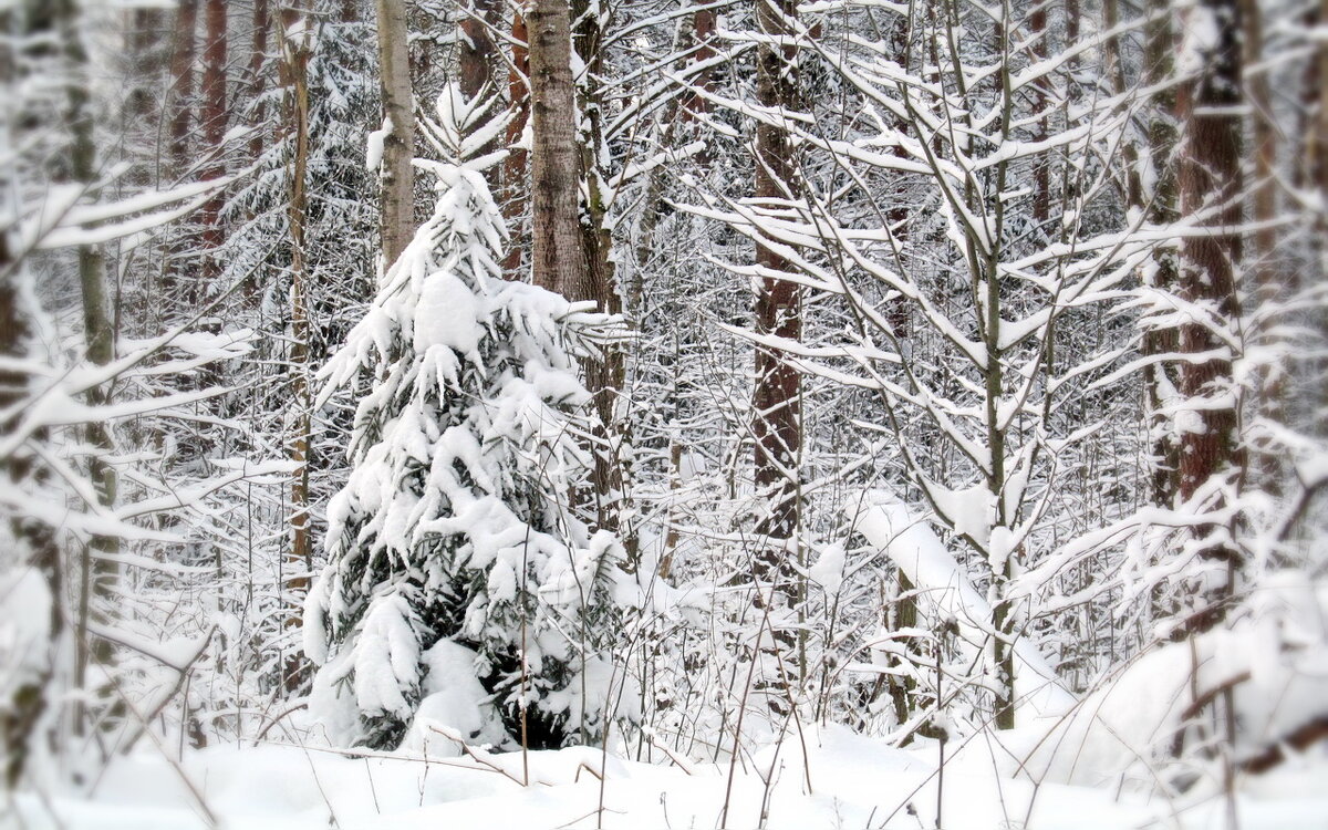 В зимнем лесу - Ольга Елисеева