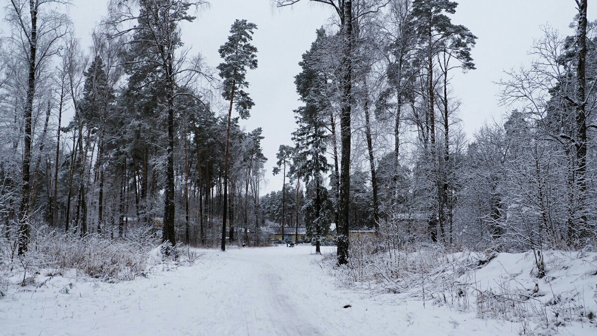 В пригородном лесу Смоленска (из поездок по области) - Милешкин Владимир Алексеевич 