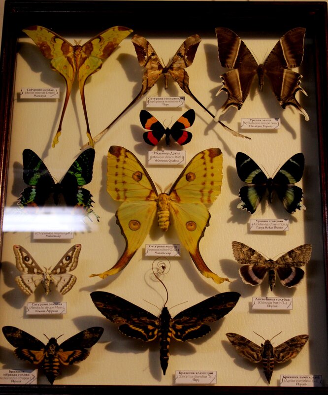 бабочки - ольга хакимова