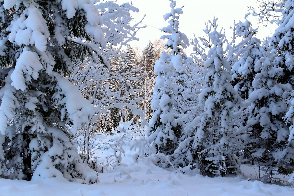 Зимний лес - Marina Pavlova