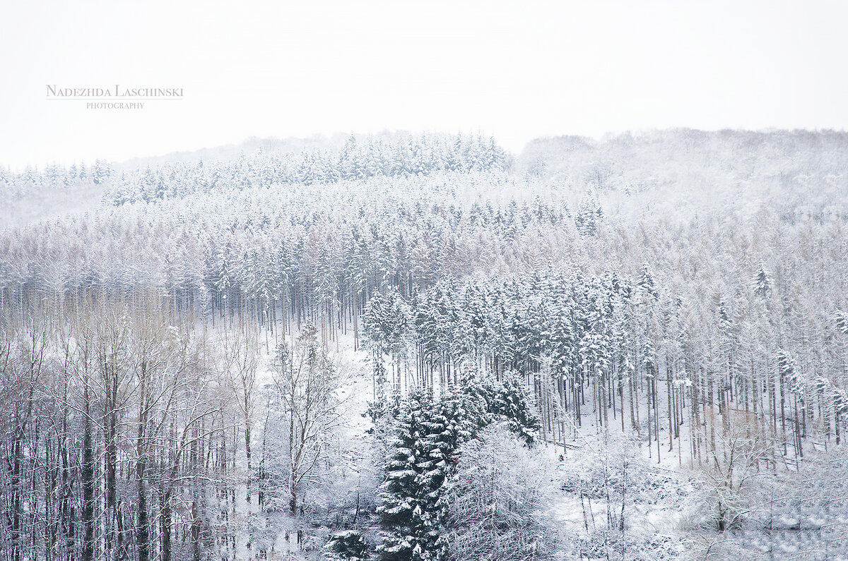 Посмотрите-ка, как в белый снег весь лес одет - Nadezhda Laschinski