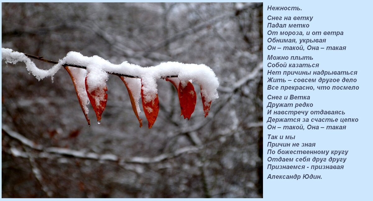 Поэзия зимы - Heinz Thorns