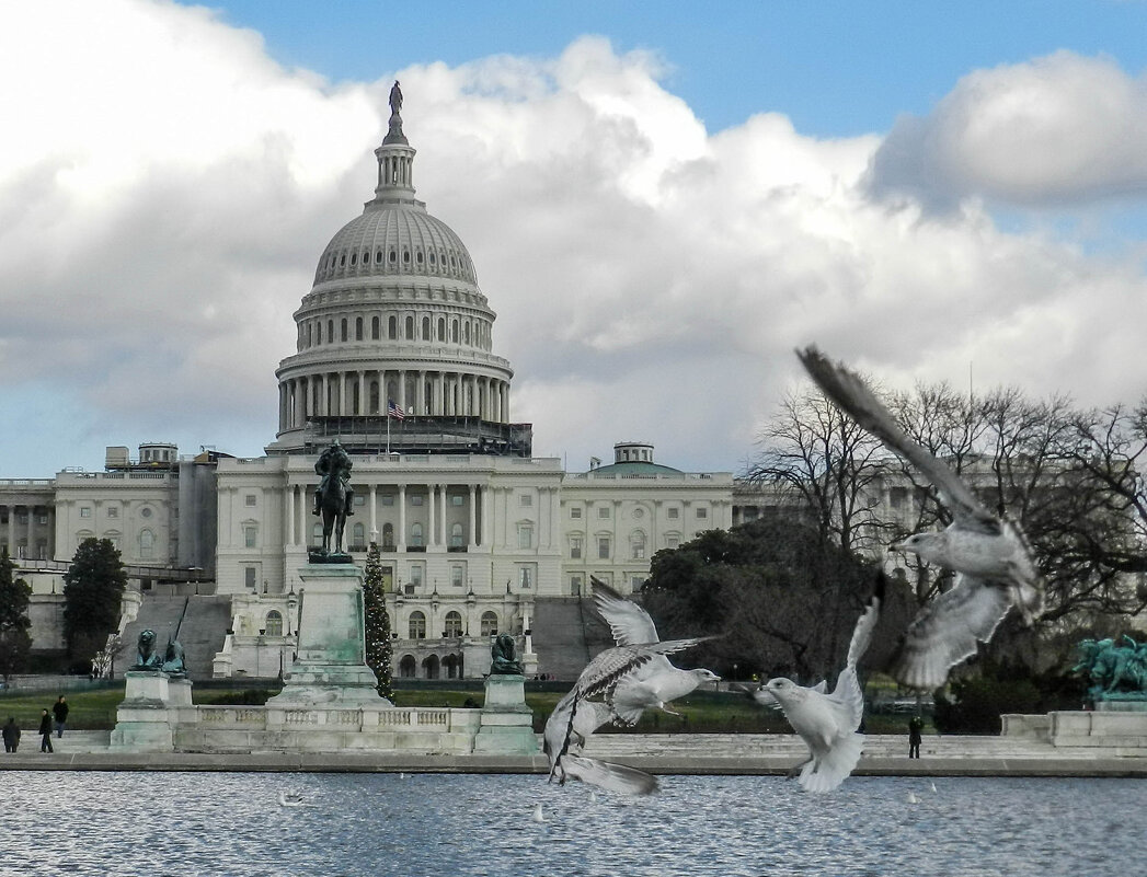 Чайки у здания Капитолия. Вашингтон, дек. 2011 г. - Юрий Поляков