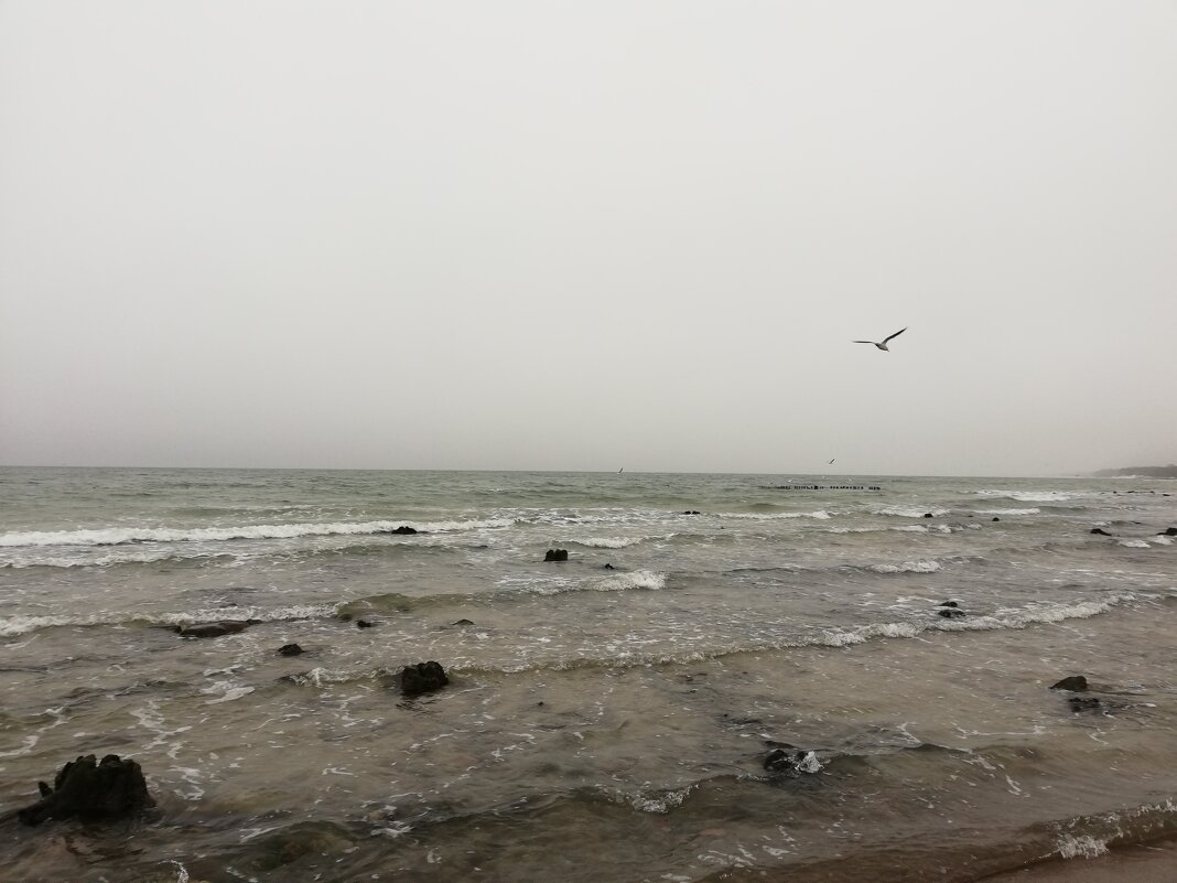 Балтийское море и чайка - Юлия 