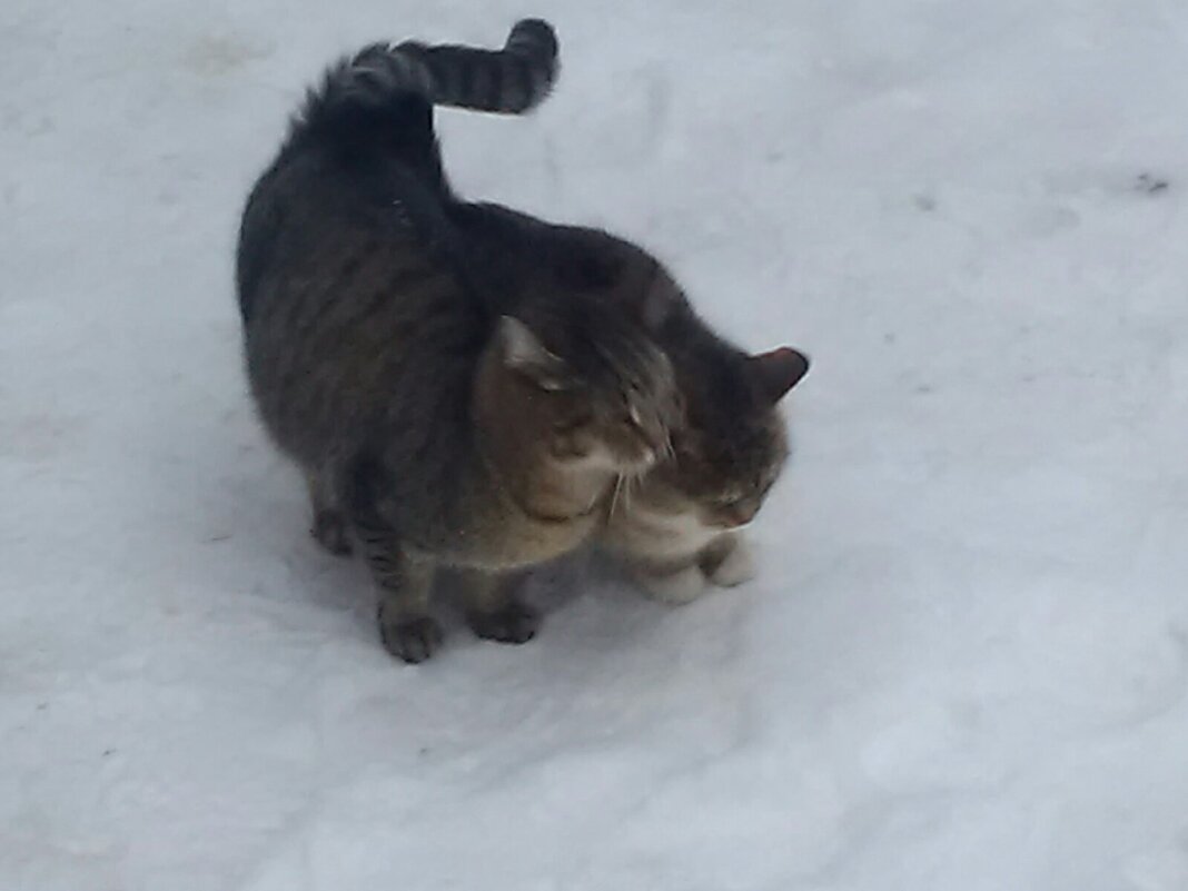 Зимняя кошачья любовь на снегу - Pavlov Filipp 