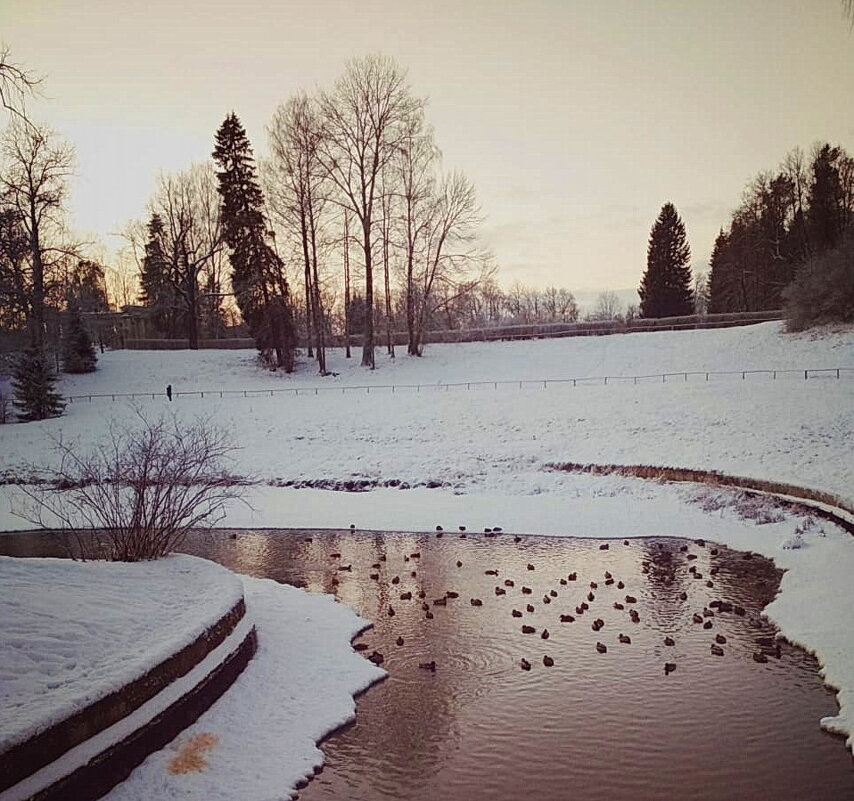Зимний закат в павловском парке... - Tatiana Markova