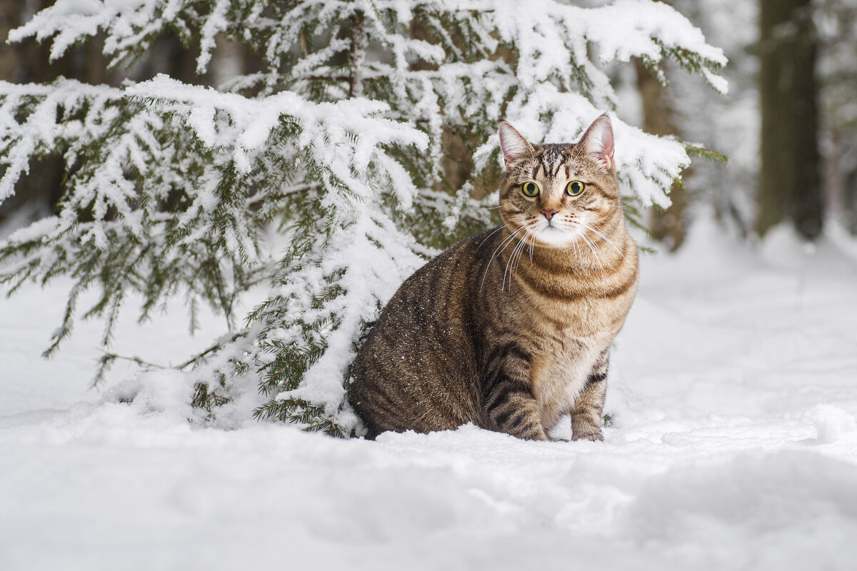 зимний кот - Максим Вышарь