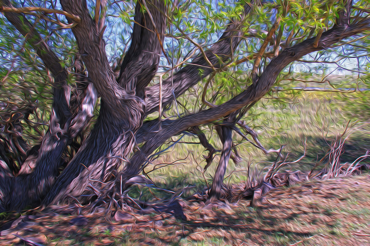 Сказочные деревья на Чёрном озере Караколь. - Штрек Надежда 