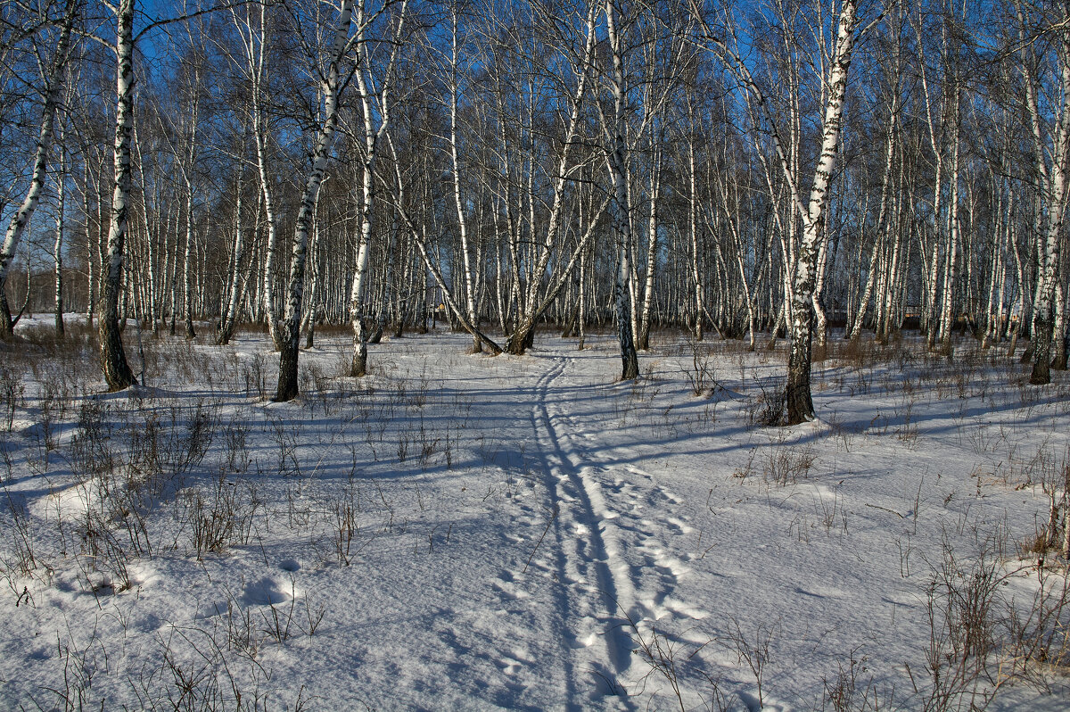 Следы на снегу - Алексей Мезенцев