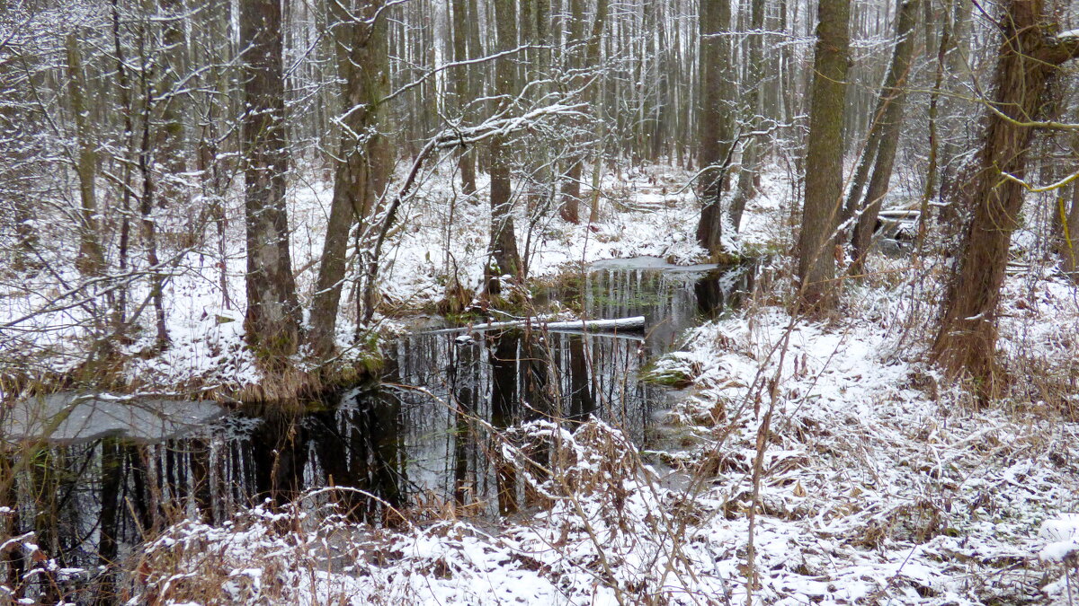 лесной ручей зимой - Александр Прокудин