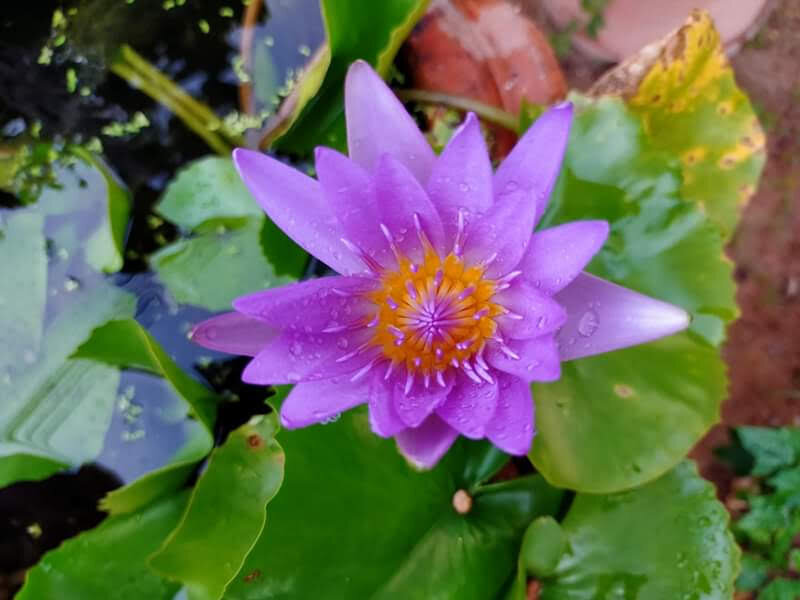 красивый фиолетовый цветок - миша горбачев
