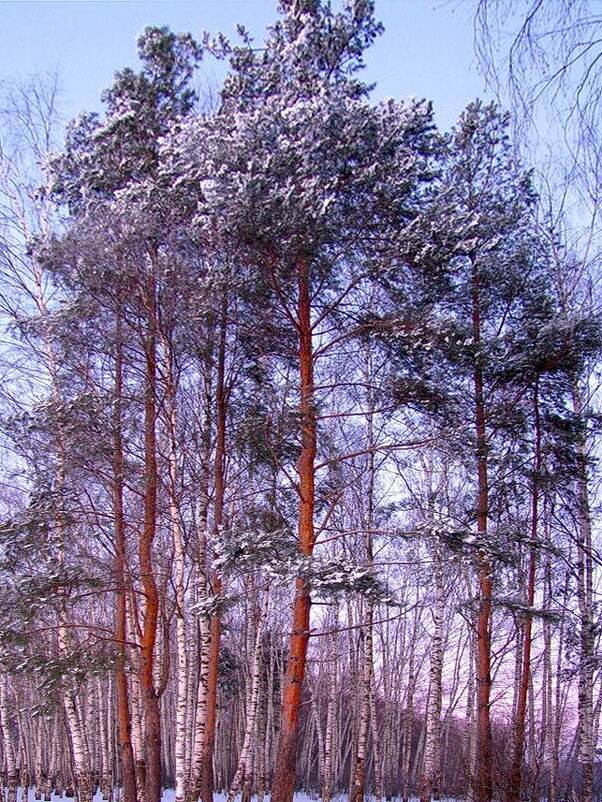 Зимний лес - Людмила Смородинская