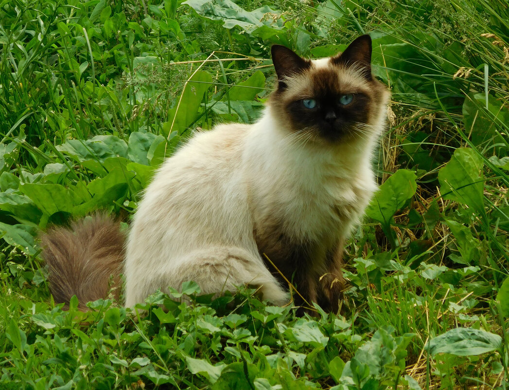 Кошечка на траве - Оливер Куин