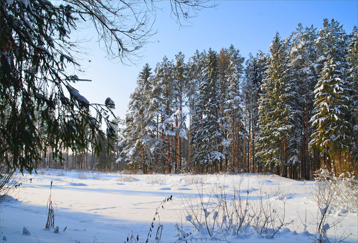 Зимним холодом пахнуло на поля и на леса - Нина Синица