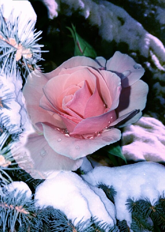 Зима, снег, мороз и роза... - Татьяна 
