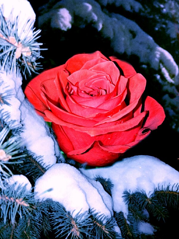 Зимою снежной и морозной всё также нежно пахнут розы... - Татьяна 