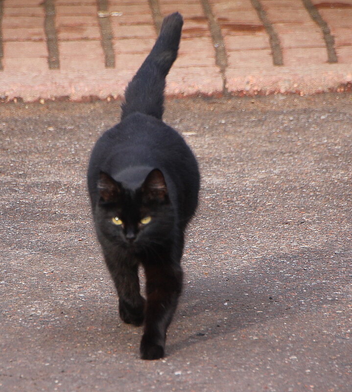 Говорят, не повезёт, если черный кот дорогу перейдёт... - Tatiana Markova