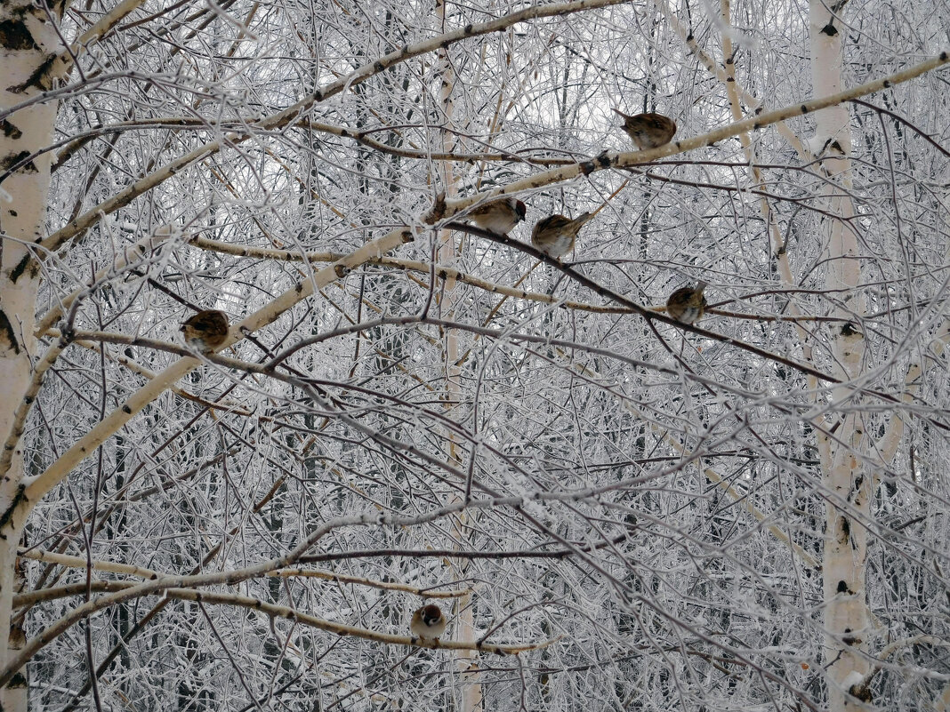 Птички зимой на ветках - Оливер Куин