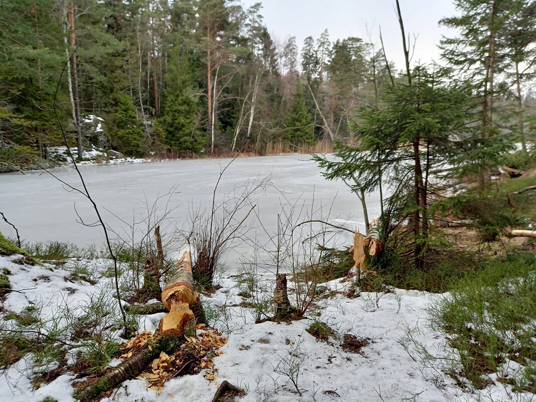 Природа Швеции в Январе, работа бобров - wea *