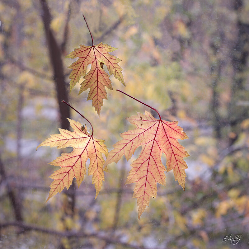 Осенние листья - Irene Irene