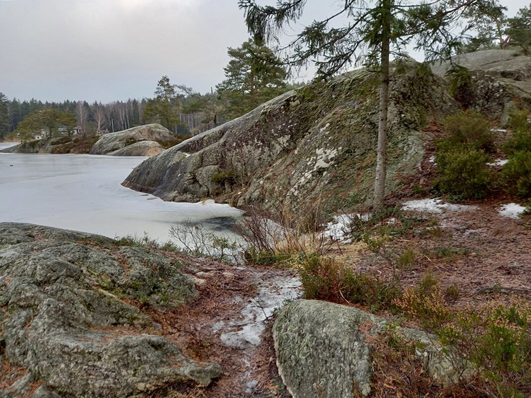Сосны на скалах в Швеции - wea *