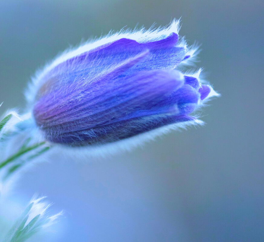 pasqueflower - Zinovi Seniak