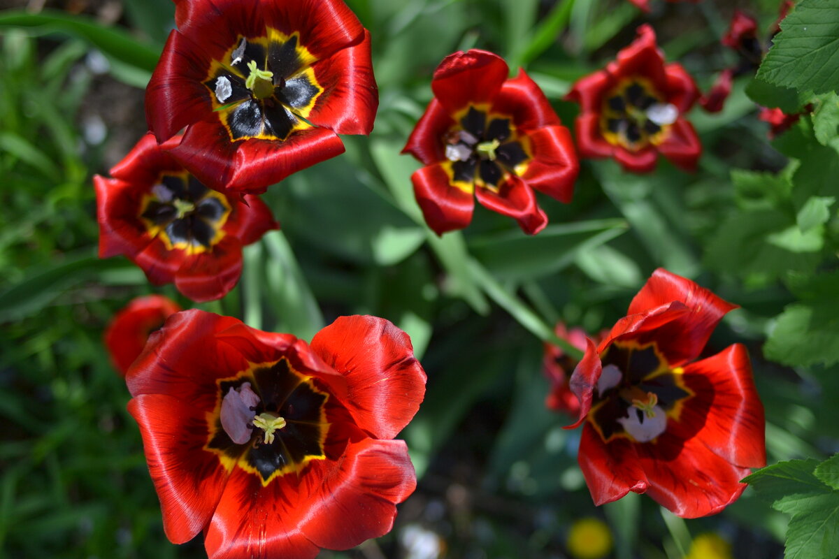 тюльпаны,как они прекрасны и контрасны - Александр Леонов