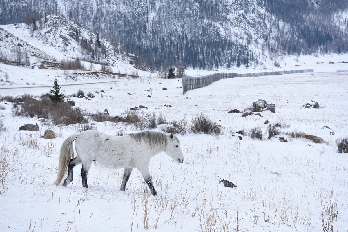 Лошадка в цвет снежного Алтая. - Елена Савчук 