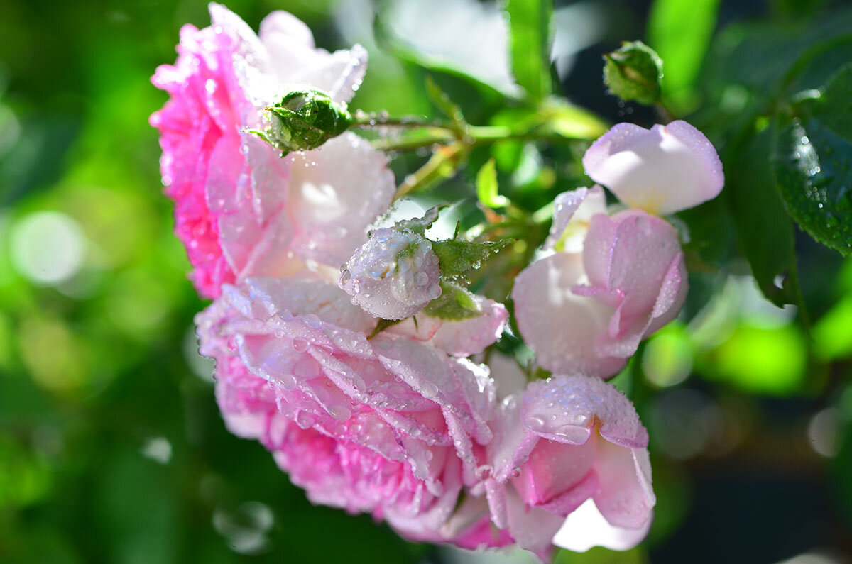 Роза чайная - красота необычайная... - Тамара Бедай 