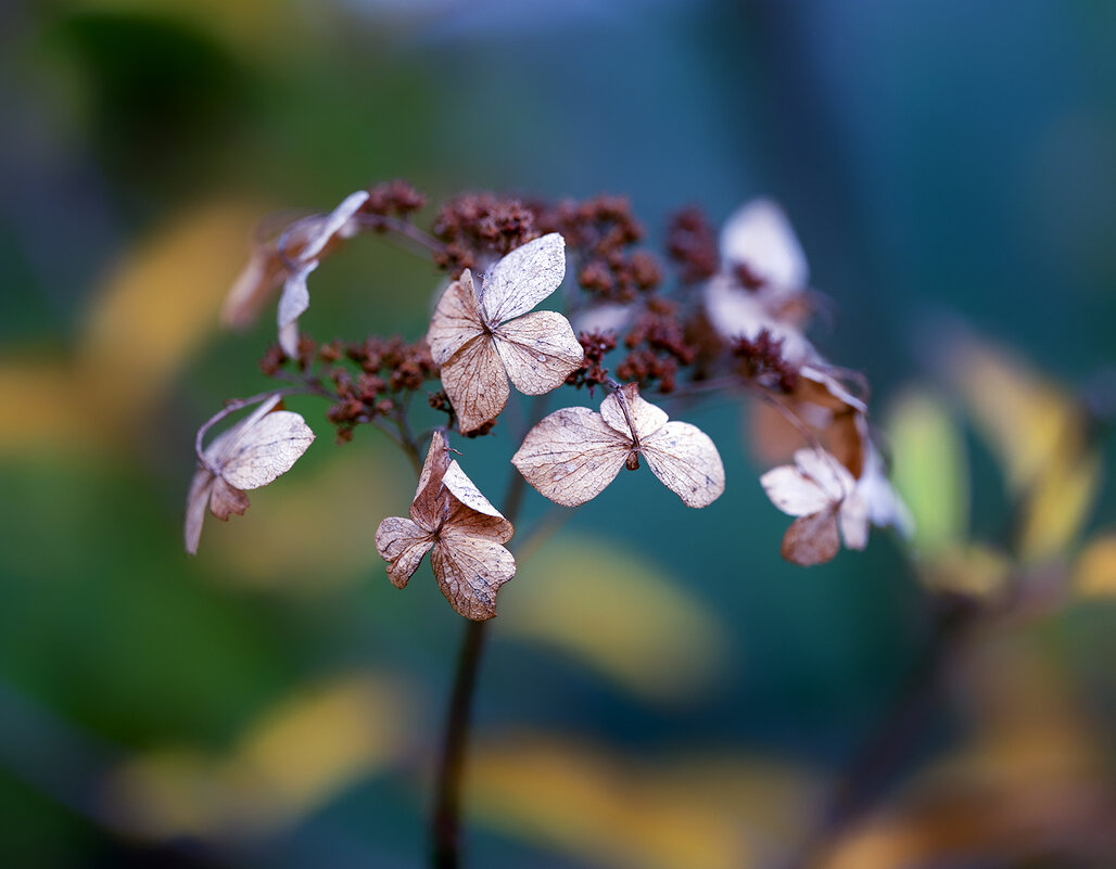 hydrangea - Zinovi Seniak