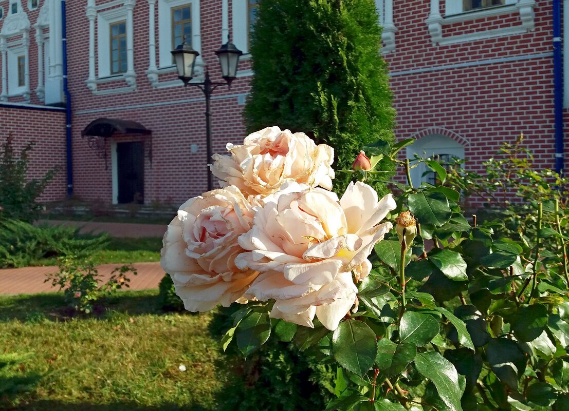 Монастырские розы - Galina Solovova