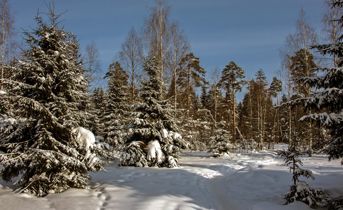 По тропинке в зимний лес - Валерий Иванович