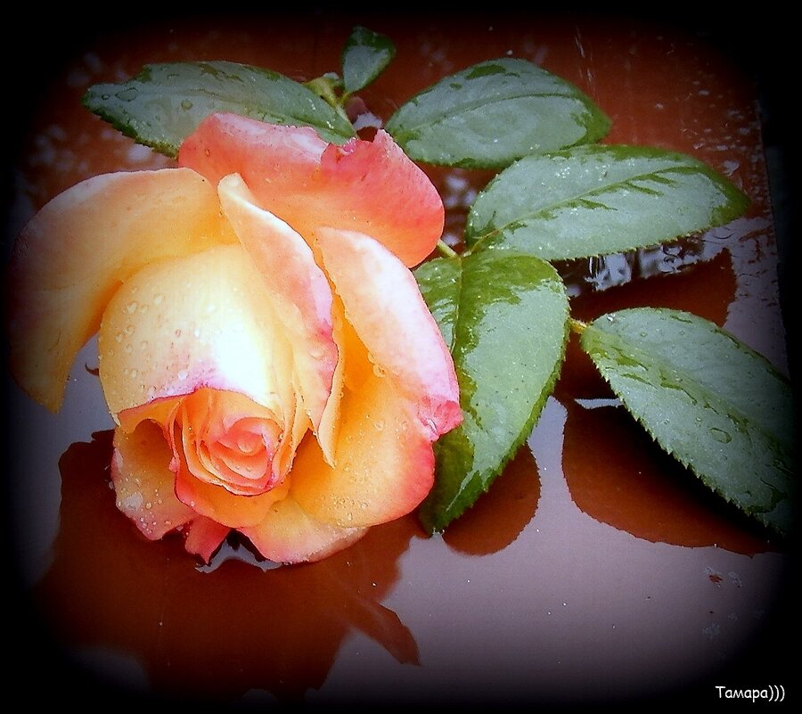 Уходящее лето последнюю розу- От великой любви - прямо на сердце бросило мне.М.Цветаева - TAMARA КАДАНОВА