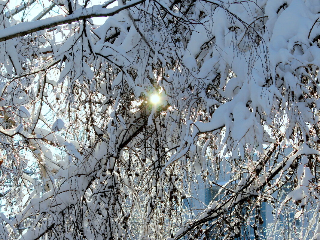 Сквозь снежные ветки. - жанна нечаева