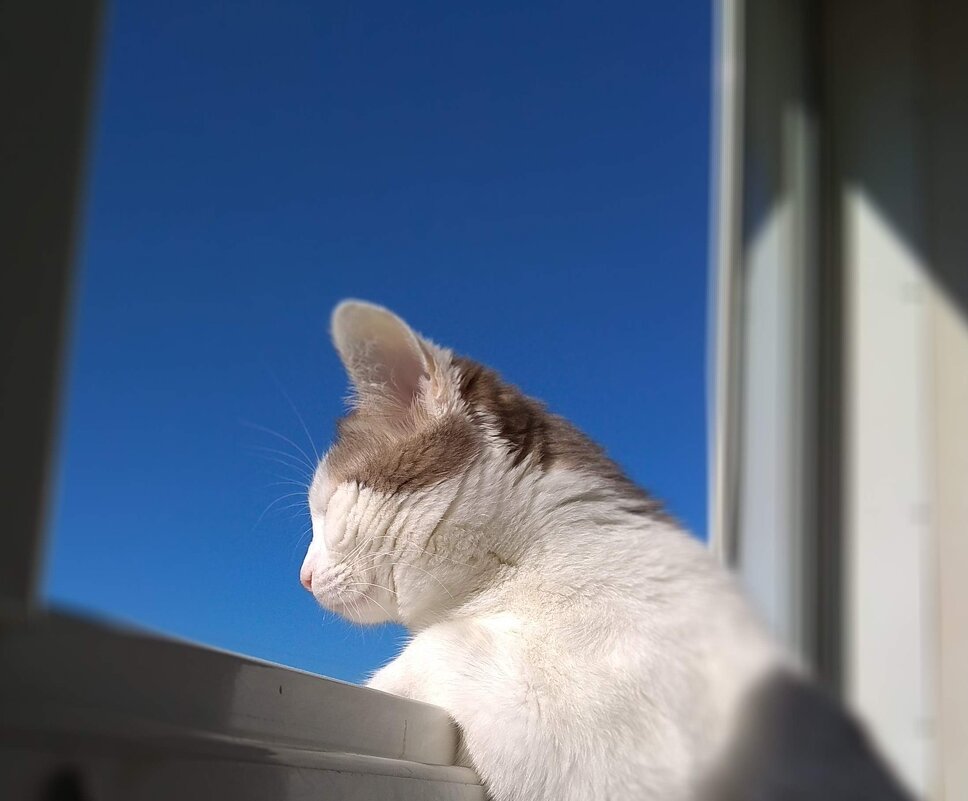 Солнечный котик - Gala Sarver