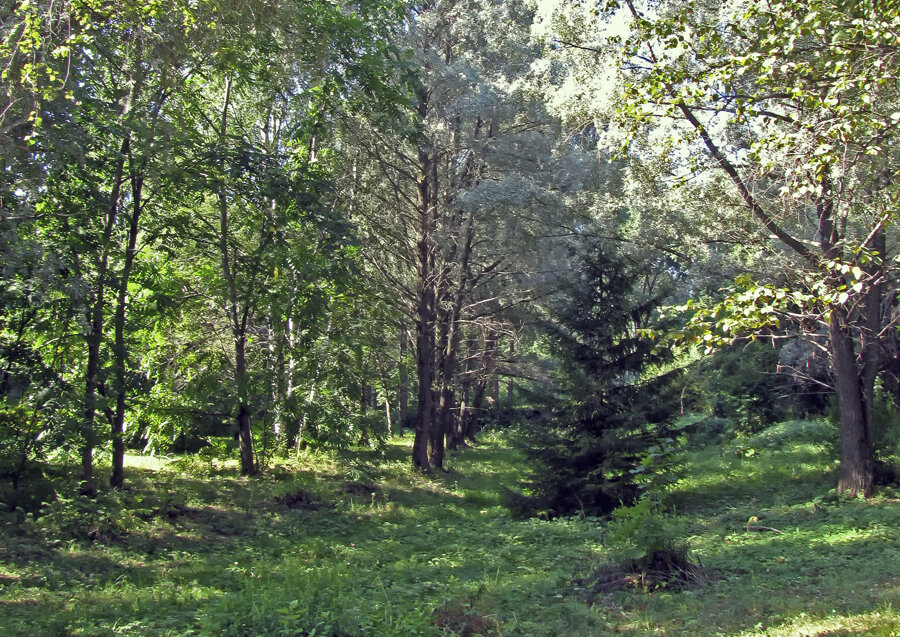 В лесу - Nikolay Monahov