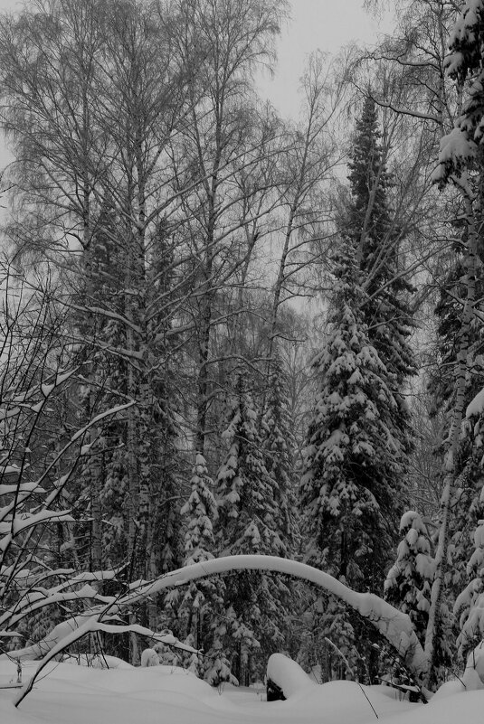Зима в лесу. - Радмир Арсеньев