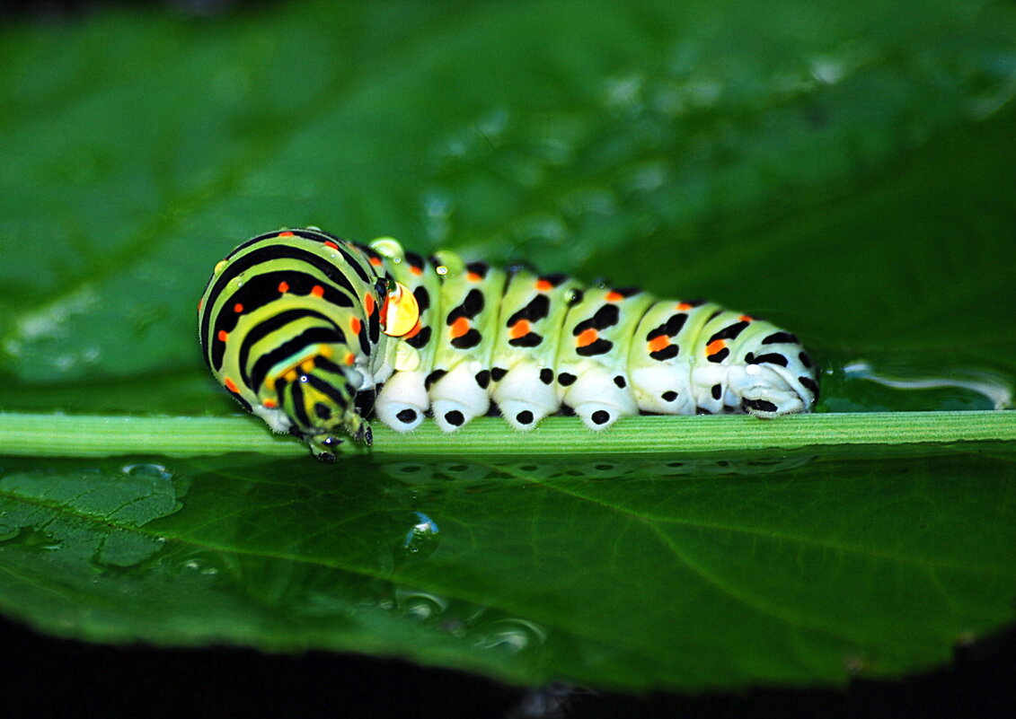 Гусеница бабочки махаона - Ольга (crim41evp)
