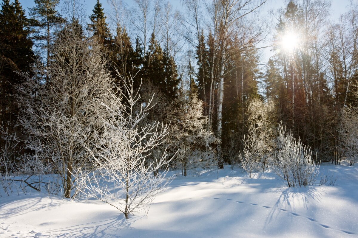 Солнце в гости в лес пришло - Валерий Иванович