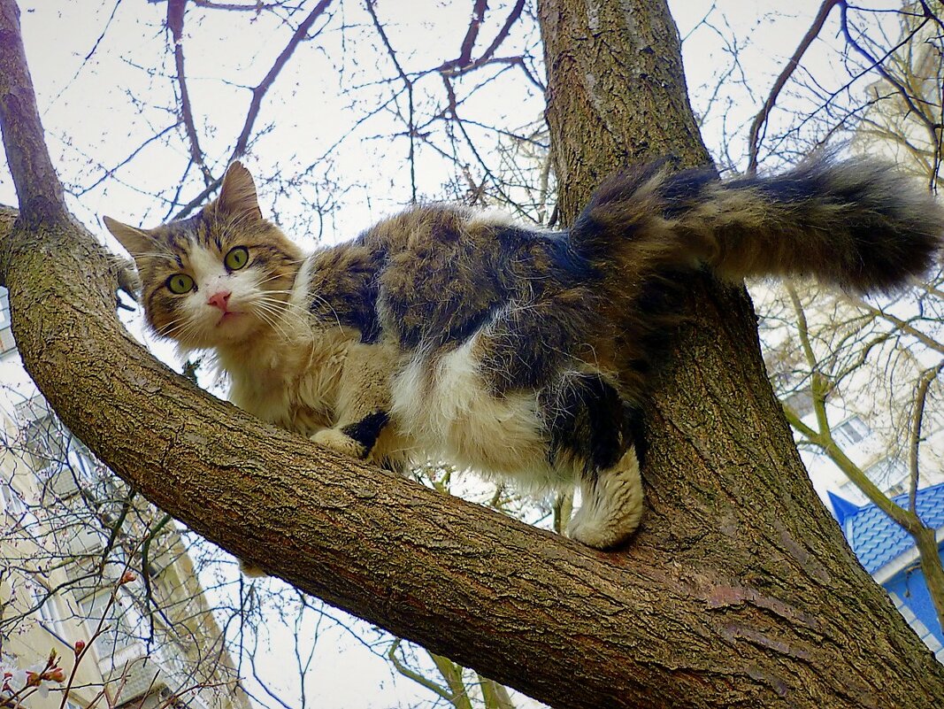 Кот на дереве сидел, сверху он на всех глядел..... - Ольга (crim41evp)
