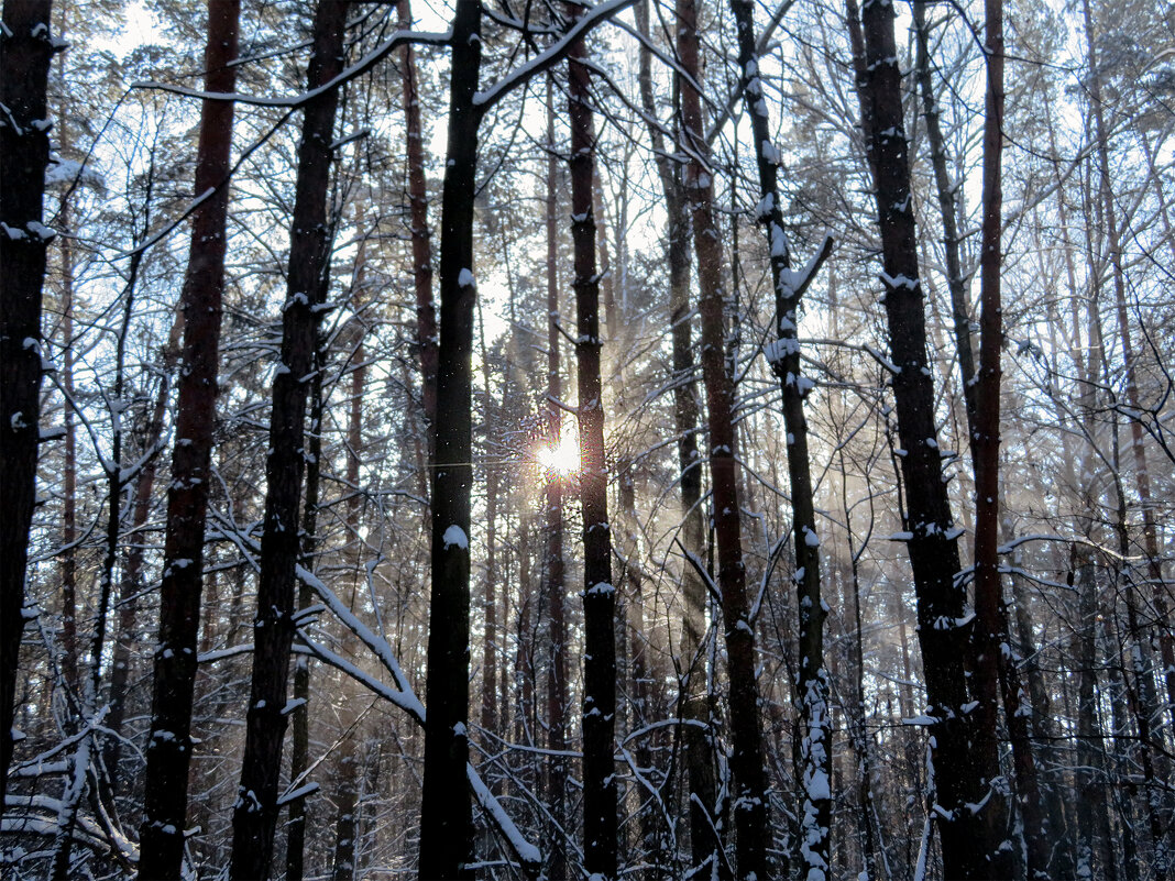 После снегопада 05-02-2021 Ромашковский лес.... - Юрий Яньков