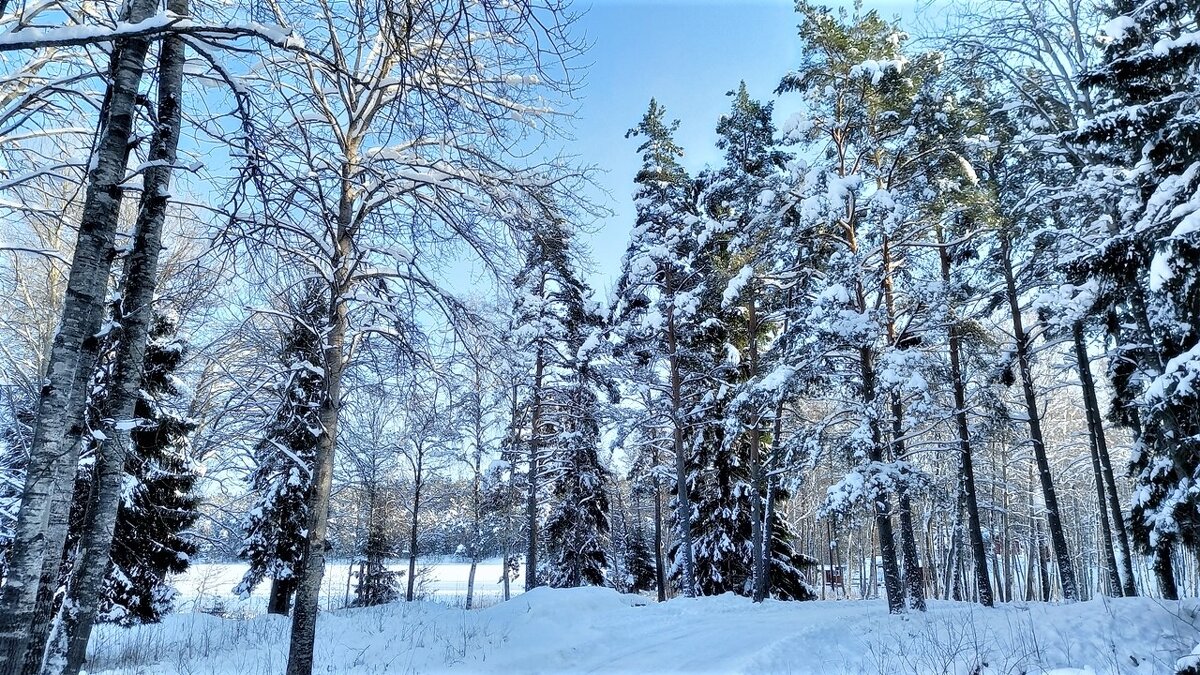 Февраль в сказочном лесу Швеции - wea *