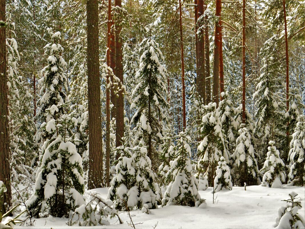 Зимний лес - Ольга Митрофанова