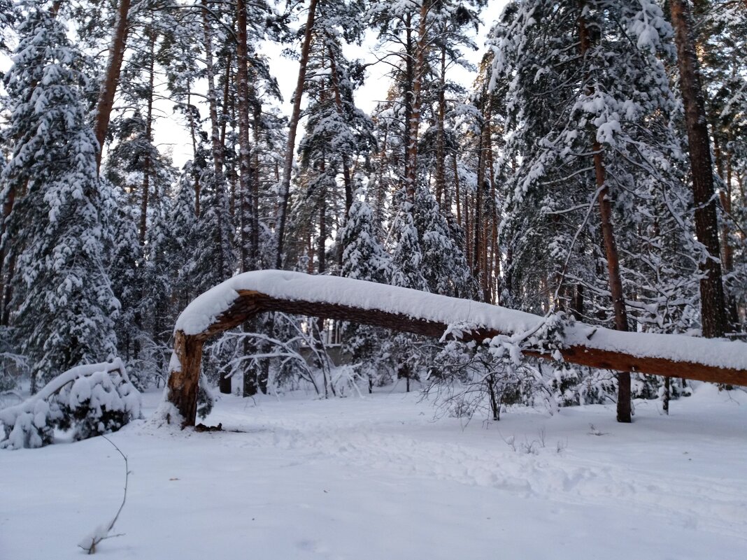 Сломалось дерево в лесу - Galina Solovova