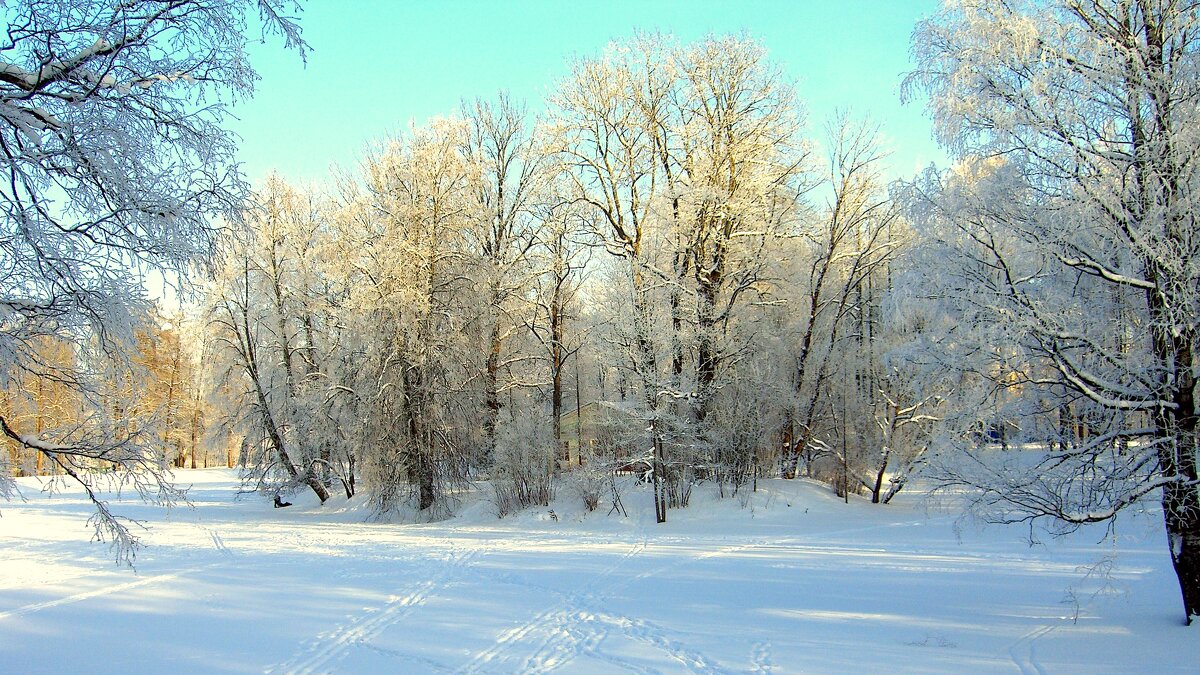 Хороший зимний день в Ал. парке ЦС - 5 - Сергей 