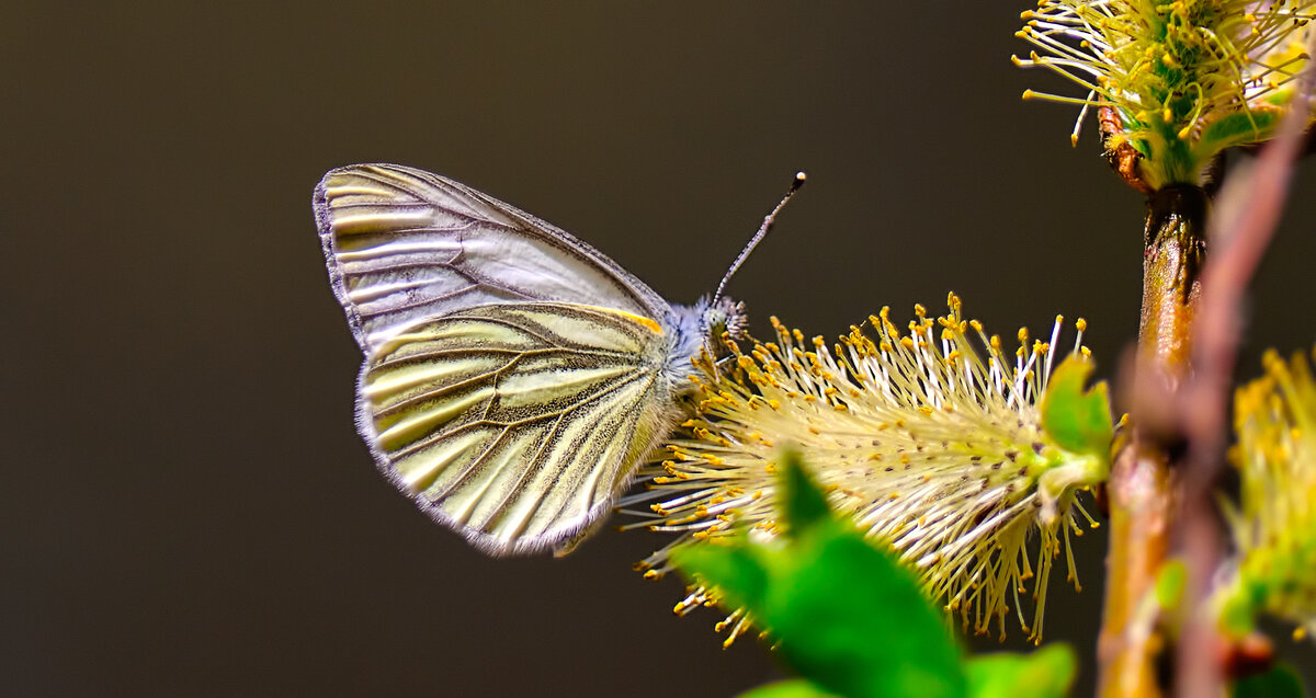 Бабочка белянка лакомится весенним нектаром - Анатолий Клепешнёв
