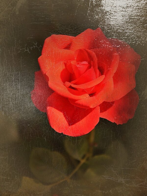 Прекрасная роза... Картина маслом...) - Тамара Бедай 
