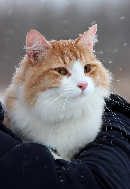 Портрет кота на прогулке - Наталья Преснякова