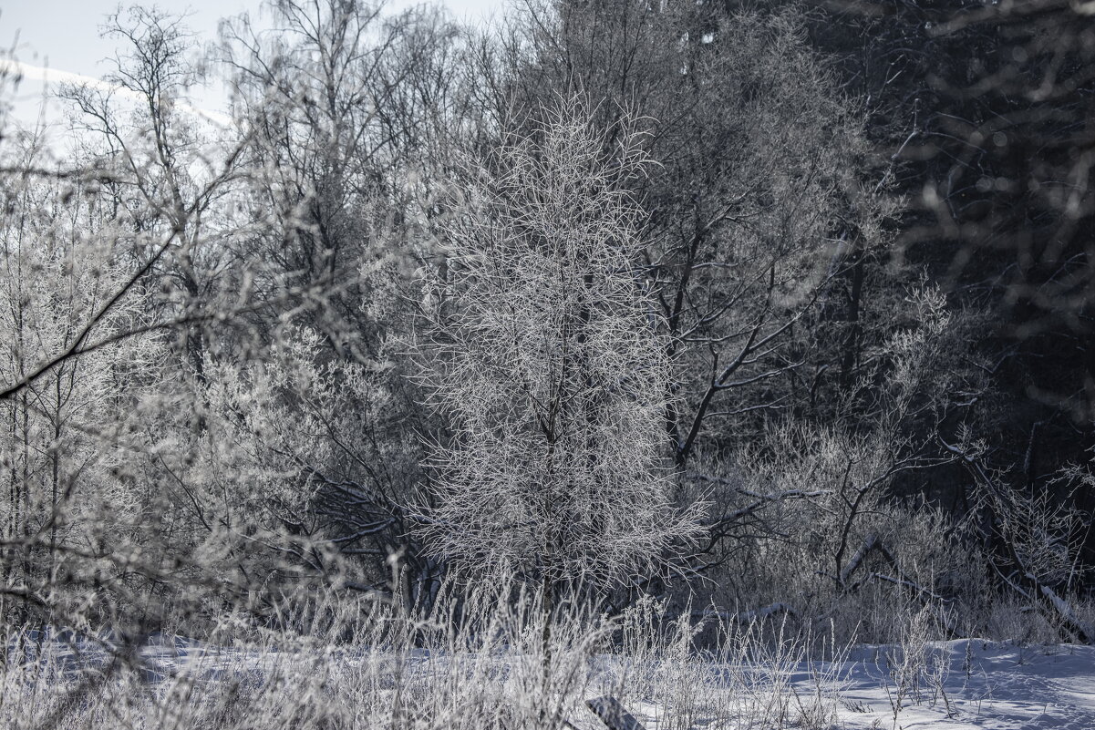 зимний лес - юрий макаров