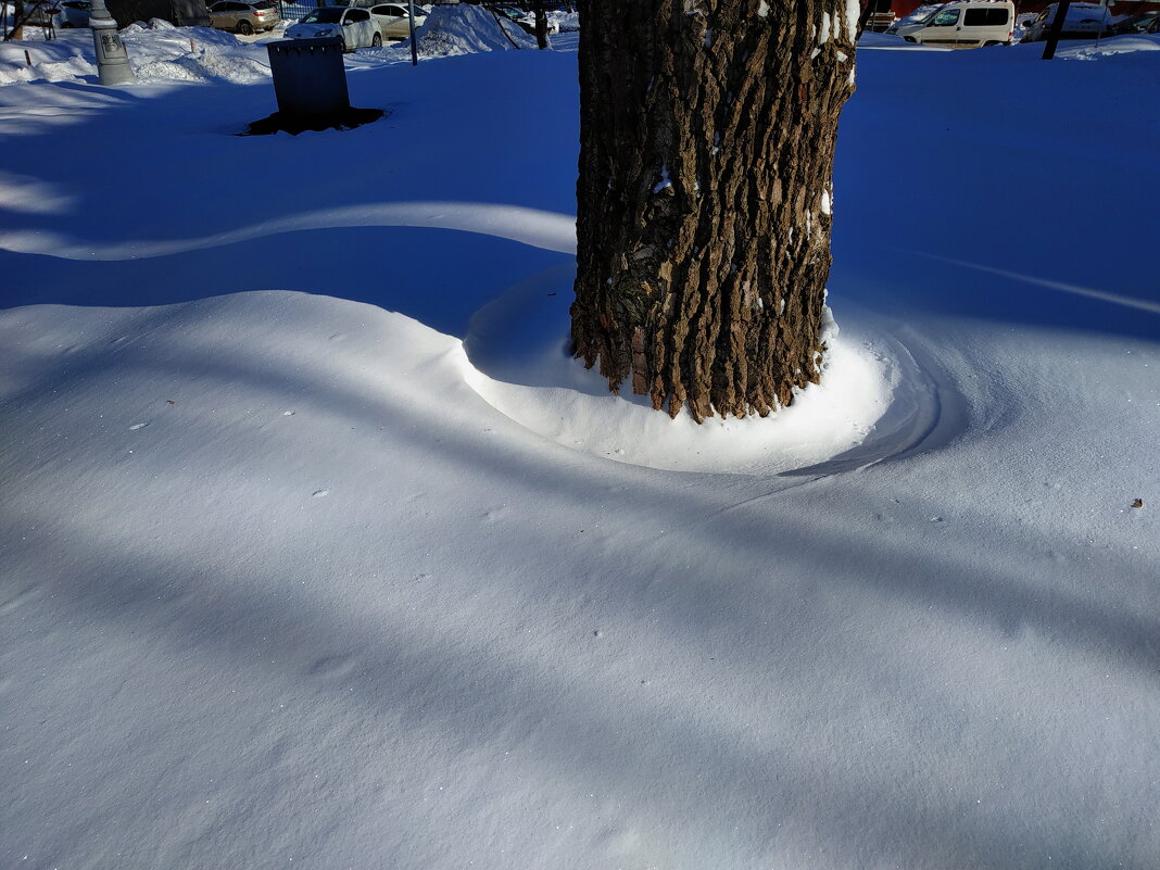 Вопрос ботаникам: почему возникают эти круги в снегу в основании деревьев? - Андрей Лукьянов